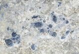 Elrathia Trilobite Cluster #2932-1